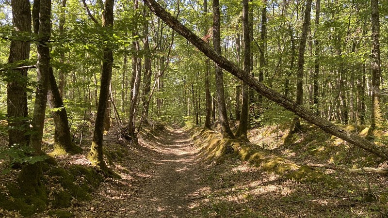Sentier-en-forêt-domaniale-de-Blois