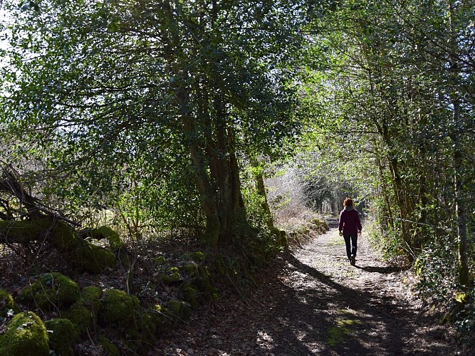Canroute Peat Bog – Cows path