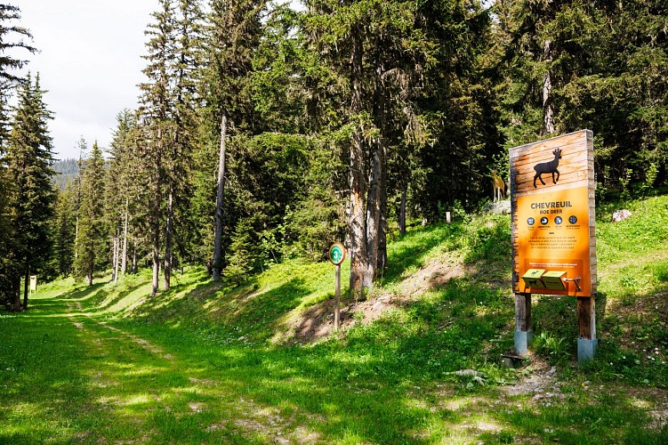 B14 - De alpenweiden van Altiport_Méribel