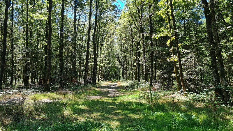 Sentier "Forêt et Châteaux" - Rochetrejoux