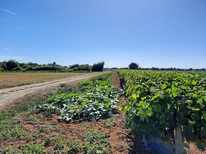 Sentier de la Légerie - Saint Prouant