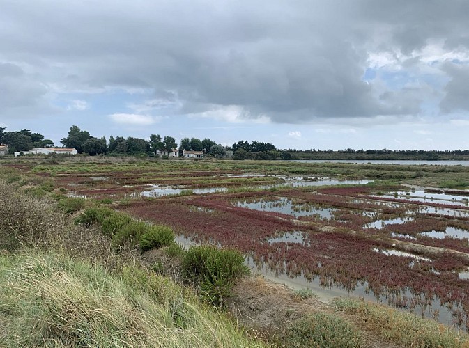 Tour de l'île de Ré