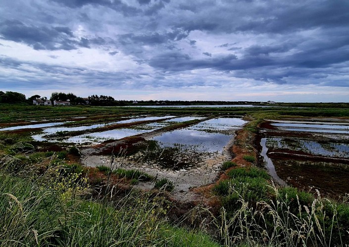 Tour de l'île de Ré par la Réserve naturelle de Lilleau-des-Niges