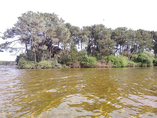Une des îles des oiseaux sur le lac de Lacanau