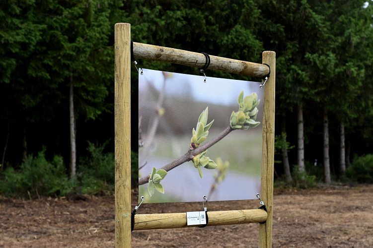 Bois de Fays en fete_Bertogne_A.Preser (8)