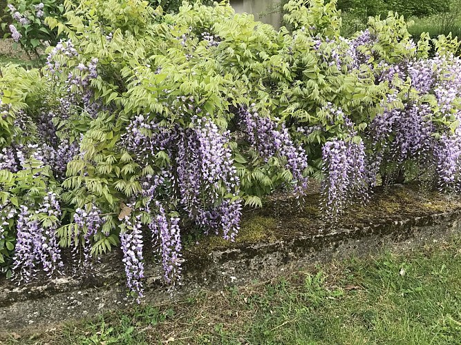 Glycine sur le chemin à st_hil_estissac