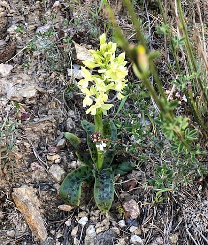 Belle Orchidée(Orchis provincialis )