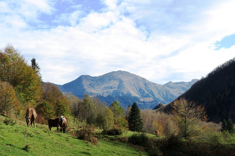 VTT N°50 - Plateau de Sanchèse