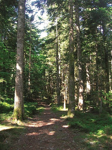 Forêt à Lavoine