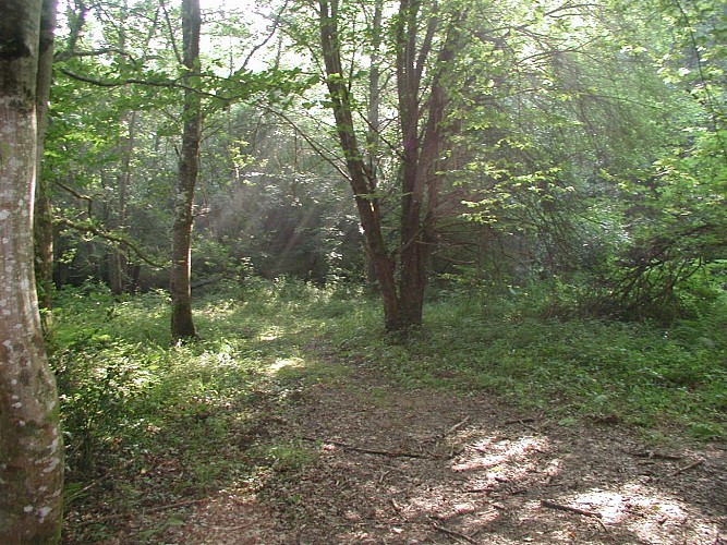 Bois de Sugères