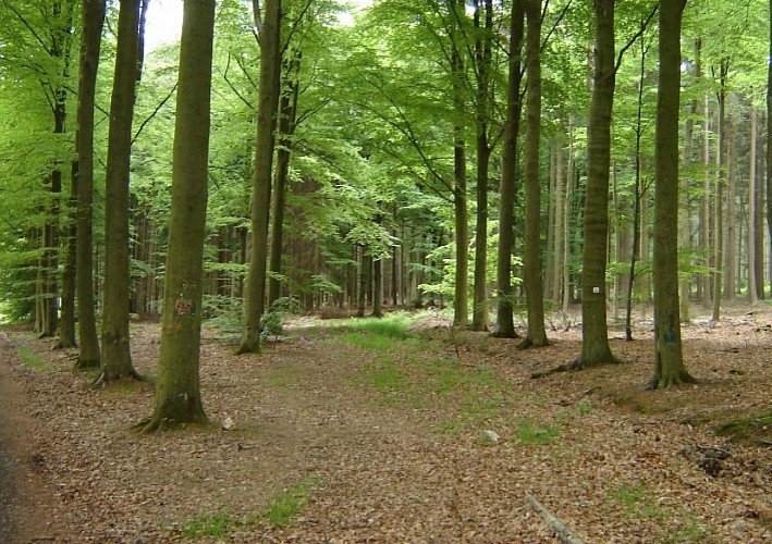 Waldspaziergang in Vielsalm