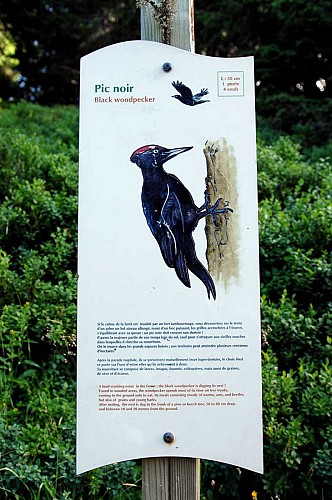 The birds trail