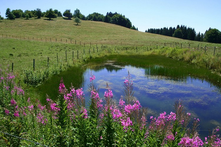 Rundwanderweg : Sentier pédestre de la Sauge