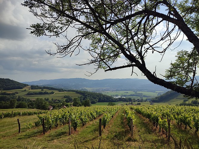 Mountainbikeroutes Le Mont de Lierre - n°15_Saint-Jean-de-Chevelu