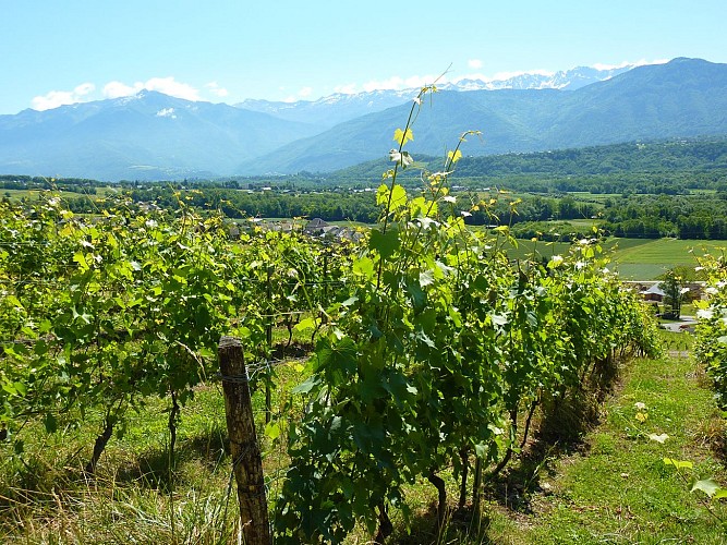 Easy-going walk: Vineyard hillsides