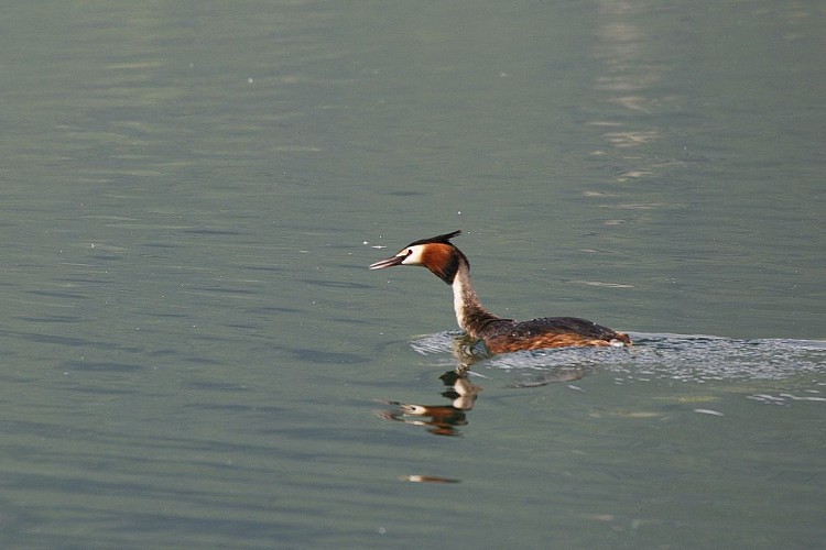 Grèbe huppé