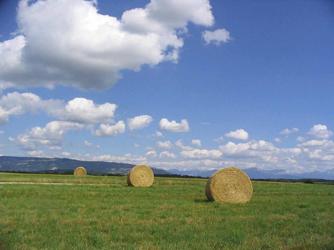 Anello pedonale : paysages et récoltes