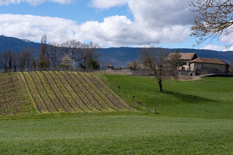 Anello pedonale : une boucle à saute frontière: Malagny - Sezegnin - Avusy