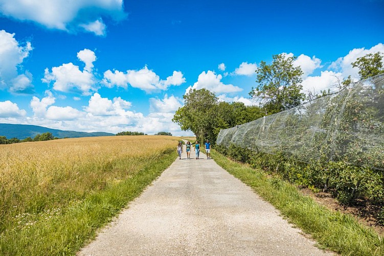 Rundwanderweg : le sentier nature du Vuache