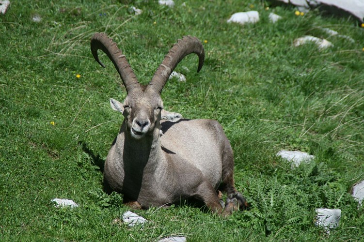 Mouflon - Abondance valley