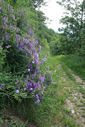 Chemin des Vignes