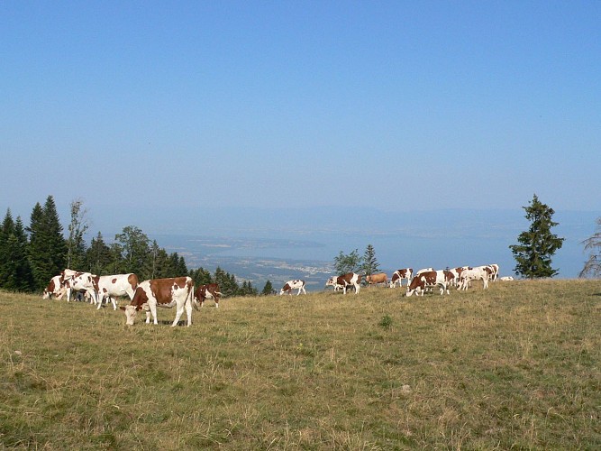 Randonnée "Les Crêtes d'Hermone"