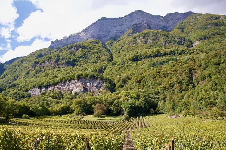 Vineyards footpath under the waterfalls