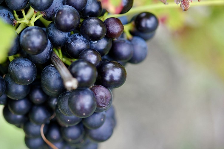 Chemin des Vignes sous les Cascades
