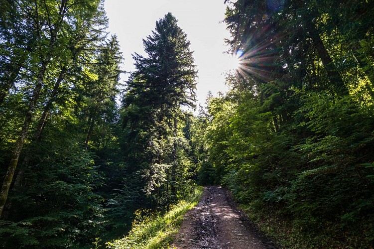 La forêt du Mont