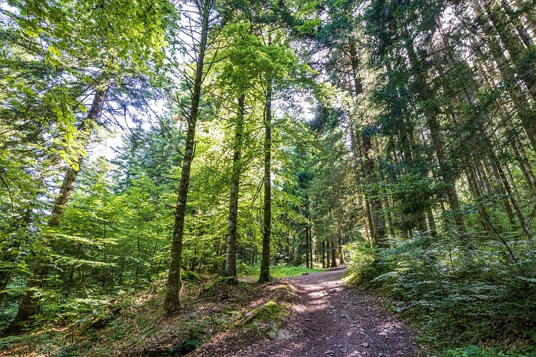 La forêt du Mont