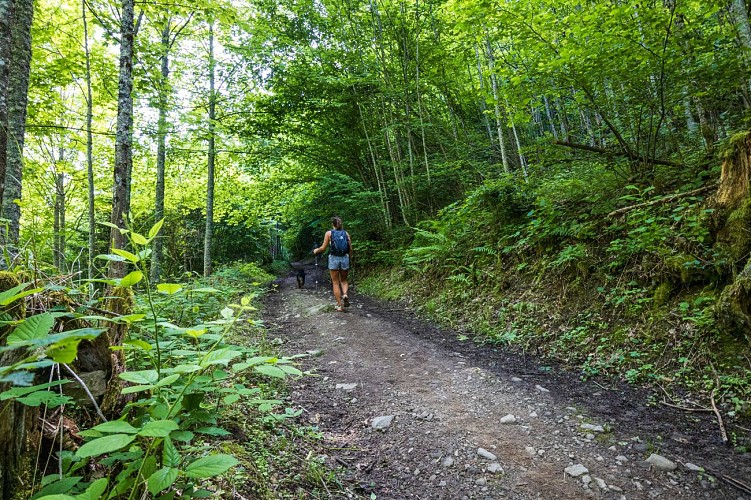 La forêt du Mont