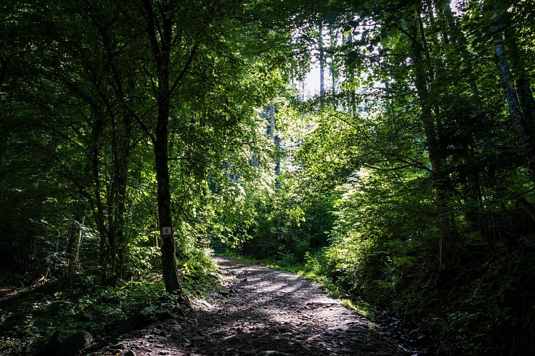 La forêt du Mont