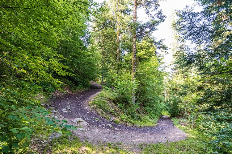 La forêt du Mont