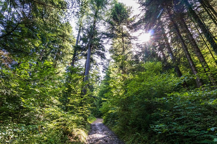 La forêt du Mont