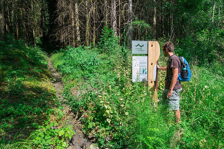 Géosite de la forêt ivre à Vailly