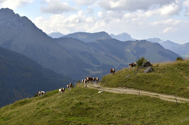 The mountain pastures of Charmy l'Adroit