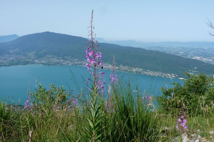 Tour of the Lac d’Annecy. Col de Bluffy or Menthon Saint Bernard - Annecy Parking  Impérial Palace (450 m) . Stage 6