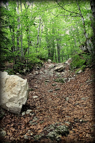 Piste VTT FFC noire 11 - La Féclaz