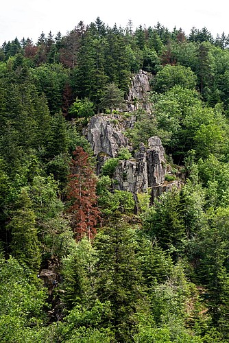 Le bois des Maquisards - PR n°22