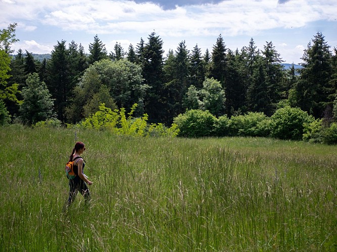 Le bois des Maquisards - PR n°22