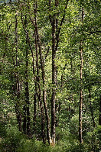 Le bois des Maquisards - PR n°22