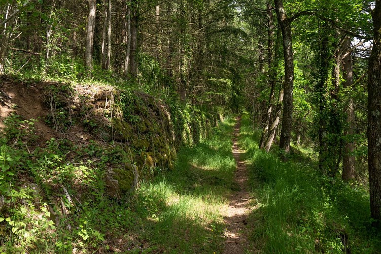 Le bois des Maquisards - PR n°22