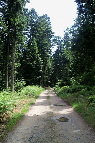 Chemin de randonnée à Laprugne