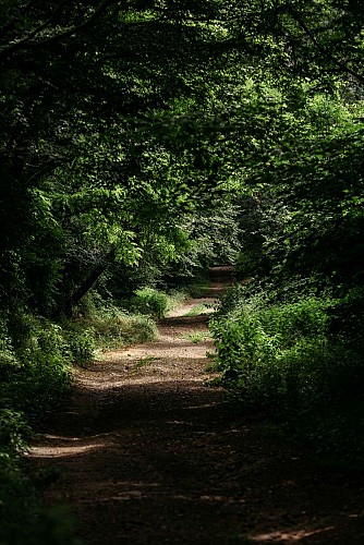 Des crêtes entre Allier et Sichon - PR n°39