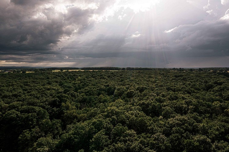 La forêt de Marcenat - PR n°50