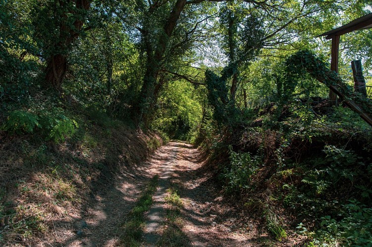 Les coteaux des Creuzier - PR n°56