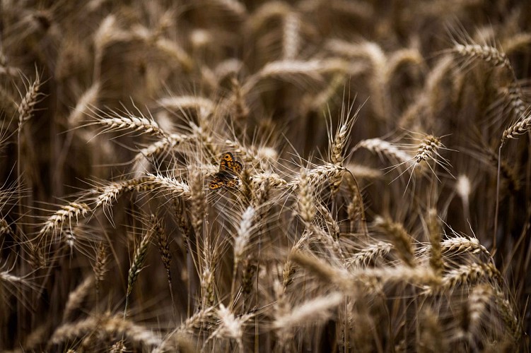 La cressonière de Laudemarière - PR n°57