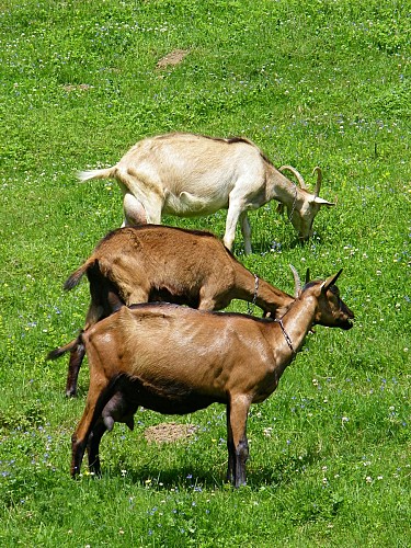 La cressonière de Laudemarière - PR n°57