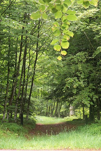 Le bois des Souches - PR n°59