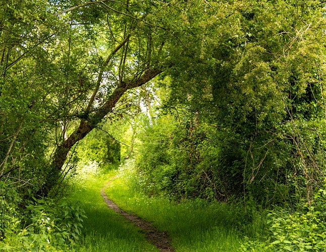 Sentier des Oiseaux - Les Essarts, Essarts en Bocage